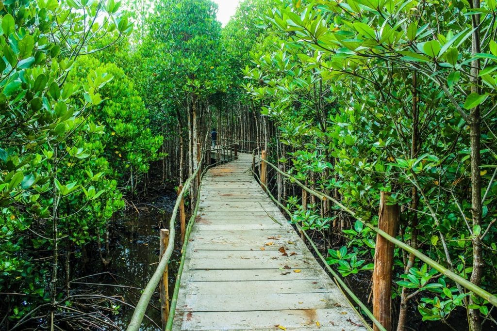 Ekowisata Mangrove Wanasari 1024x683 - Rekomendasi 8 Tempat Wisata Bali Dekat Bandara Ngurah Rai, Hemat Waktu dan Biaya