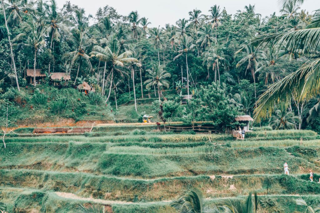 Рисовые террасы Тегалаланг